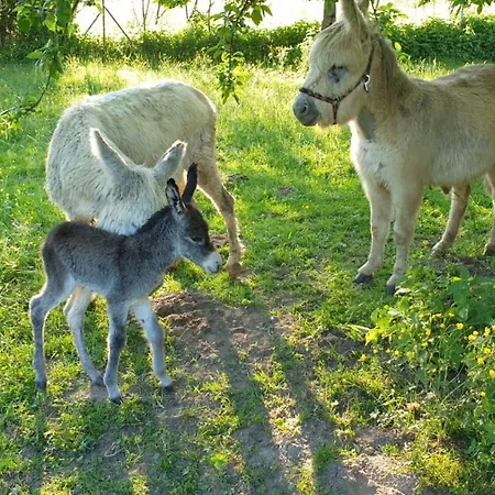 Appartamento Hobbyhof